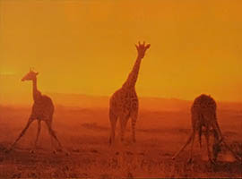 Giraffes at sunset.